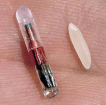Small RFID chip compared to a grain of rice