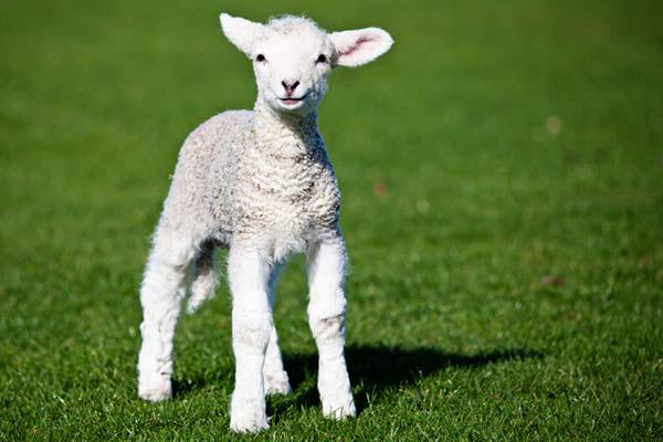 Passover lamb