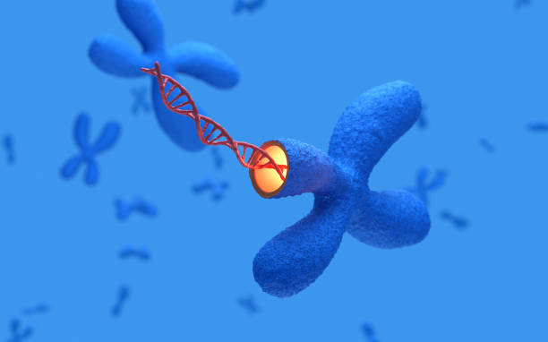 X-chromosome with the DNA genome