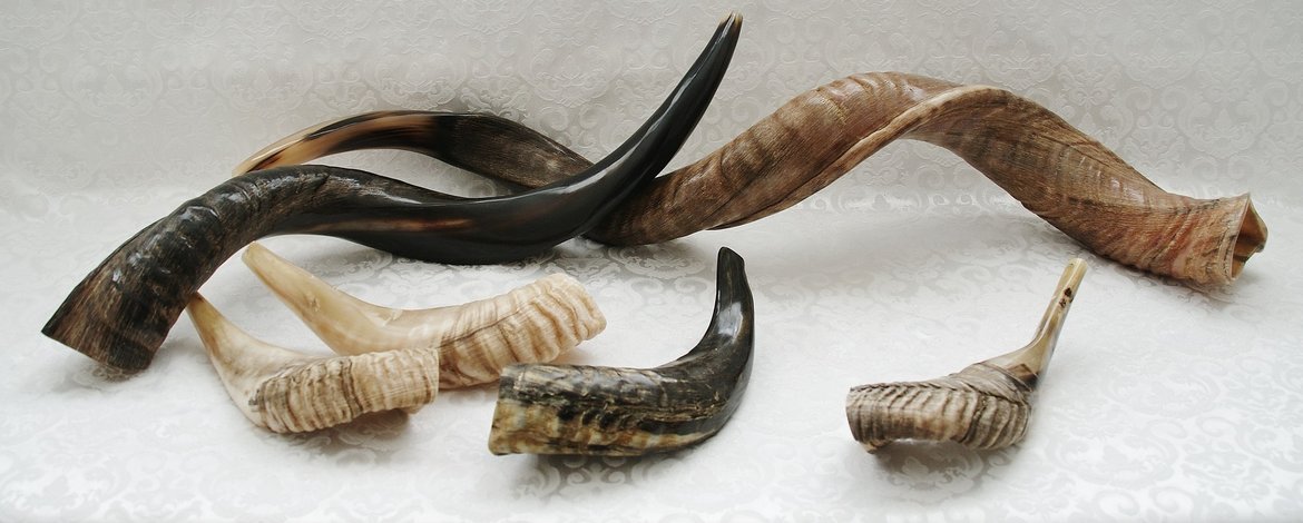According to the tradition, the use of a ram's horn is a reference to the binding of Yitschak, when Avraham sacrificed the ram in place of his son. Other animal horns may be used, such as the horns of antelope, but the horns of oxen are forbidden, as they bring the memory of the sin of the Golden Calf.