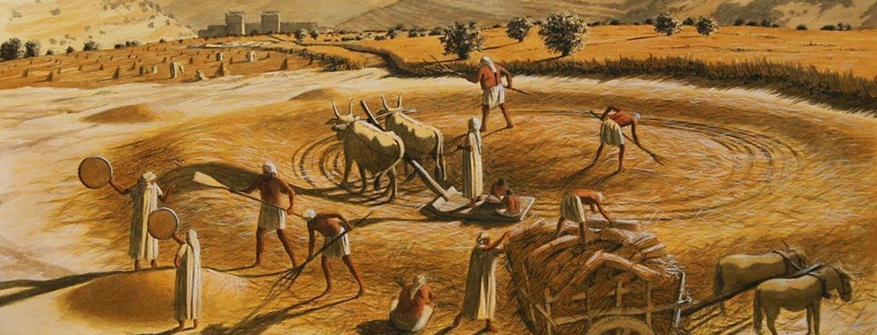Threshing floor and oxen in the ancient world.