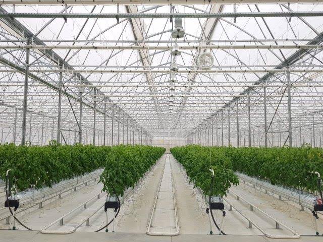 Fully controlled climate-tech glasshouse facility with precision drip irrigation, hydroponics & soilless cultivation. Source: Israel Agricultural Technology & Innovations Hub
